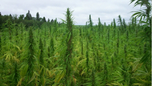 Plantaža-marihuane