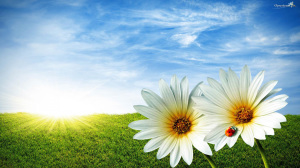 najlepse-slike-proleca-desktop-pozadina-t15