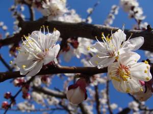 najlepse_trenuci_proleca_a