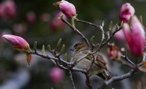 suvo-sve-do-subote-smena-oblaka-i-sunca-do-13-stepeni-1904397-velika