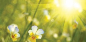 vreme-temperatura-suncano-prolece-1328585176-98390-1024x500_c